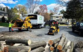 How Our Tree Care Process Works  in  Sparta, TN